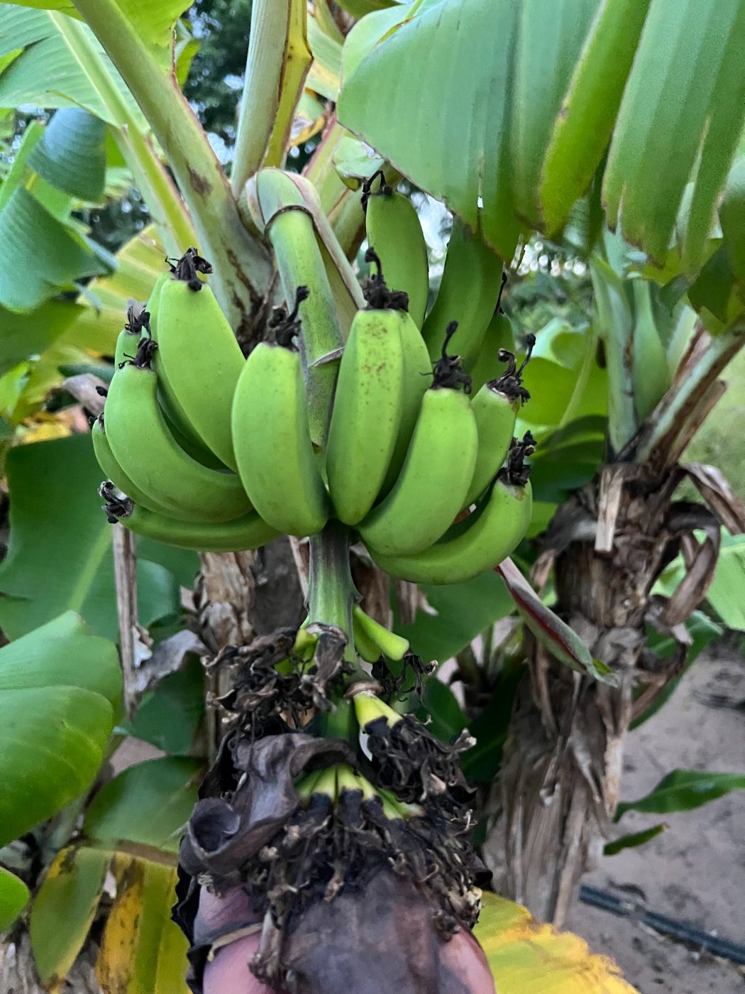 Bananas growing on the estate