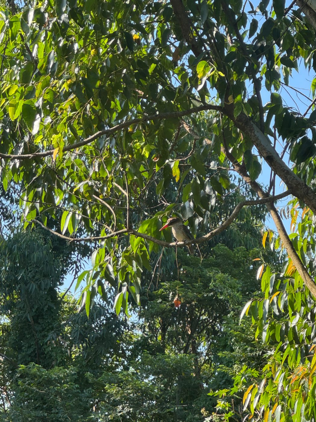 A kingfisher in the trees