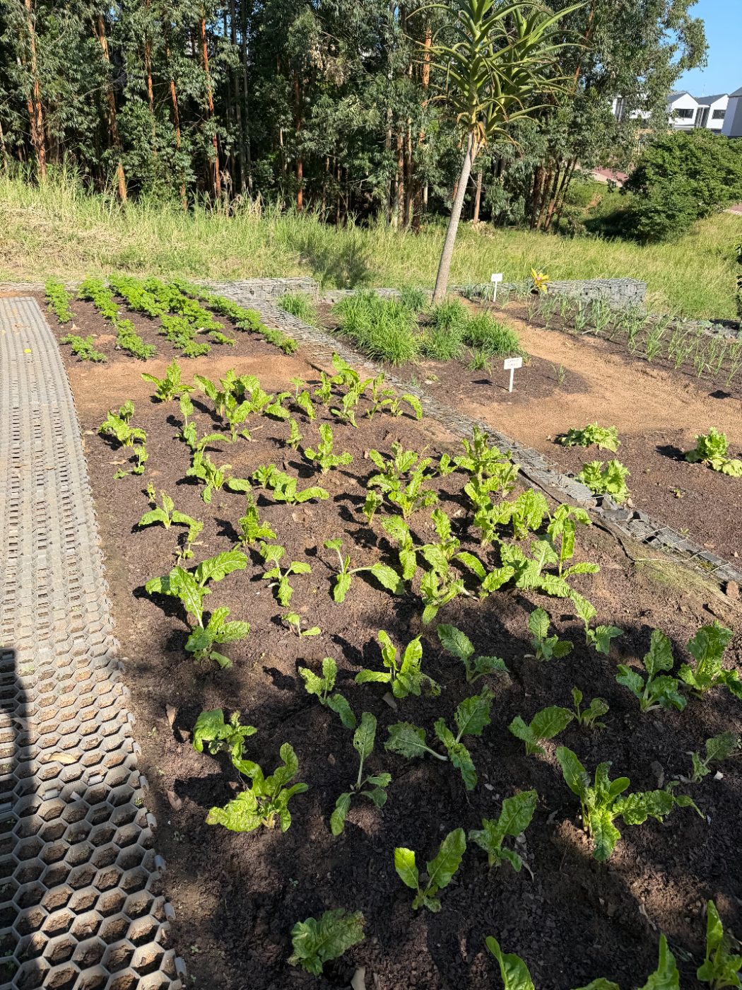 The community vegetable garden